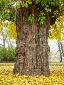 Picturesque old tree trunk in autumn park.