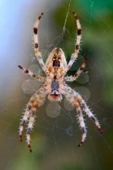 Araneus diadematus spider taken closeup on a cobweb.
