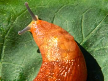 Slug on green leaf taken closeup.
