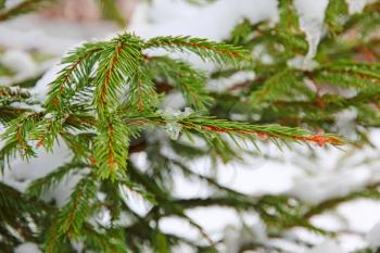 Winter pine branch taken closeup on white snow background.