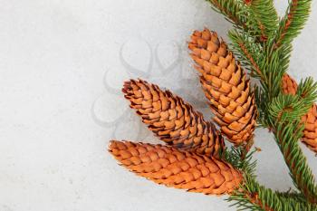 Pine branch and fir cone on white snow taken closeup.