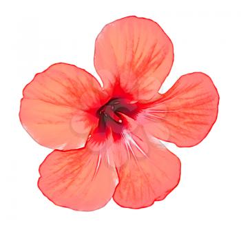 Red hibiscus flower isolated on white background.