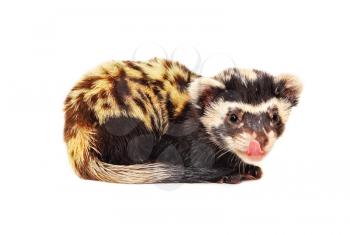 Marbled polecat (Vormela peregusna) licking her lips on white background.Vulnerable species in the IUCN Red List.