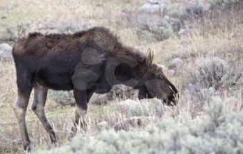 Yellowstone National Park Female Moose Grazing young