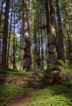 Giant Redwoods California Northern Park near Eureka