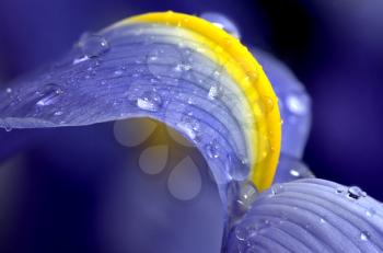 Close Up Iris macro water drops in studio