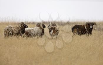 European big horn sheep ram in pasture