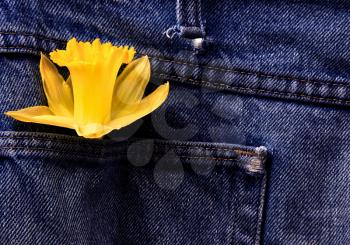 Daffodil and Blue Jeans studio shot with lighting