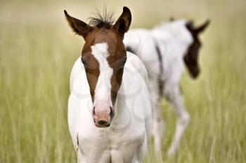 Horse mare and colt Saskatchewan Field beautiful