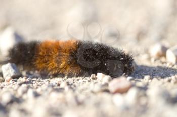 Woolly Bear Caterpillar on gravel road Saskatchewan
