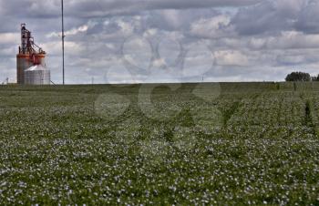 Flax Bloom in field in Saskatchewan Canada