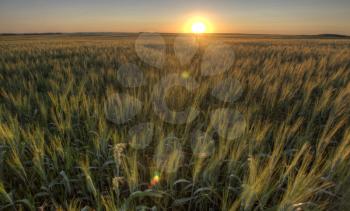 Prairie Grass Crop Sunset Saskatchewan Canada wheat