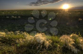 Dry Weeds and Marshland Saskatchewan Canada Sunset