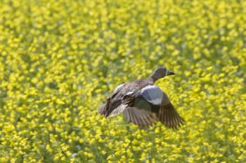 Pintail Duck in Flight against Canola Crop Canada