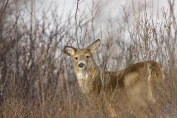 Whitetail Deer in Winter Saskatchewan Canada Cold freezing