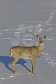 Whitetail Deer in Winter Saskatchewan Canada Cold freezing