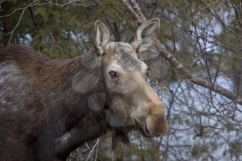 Moose in Winter Riding Mountain Park Manitoba Canada