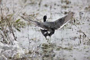 Coot Waterhen in Pond in Saskatchewan Canada wings spread