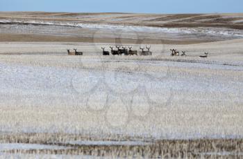 Deer in winter in Saskatchewan Canada scenic