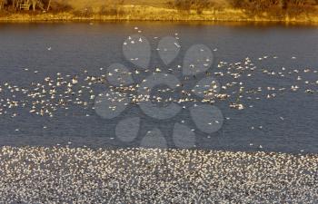 Snow Geese on Buffalo Pound Lake in flight Saskatchewan