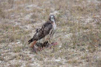 Redtail Hawk on Fisher kill Northern Manitoba Canada