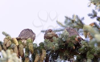 Hawk fledlings in pine tree