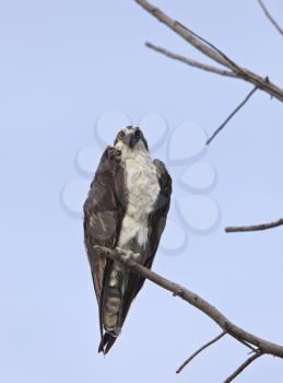 Osprey perched on bare branch