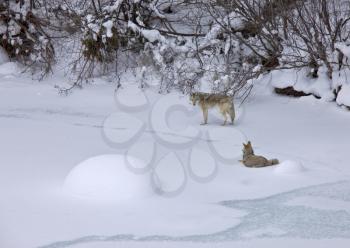 Yellowstone Park Wyoming Winter Snow coyote