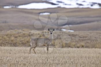 White Tail Deer Saskatchewan Canada