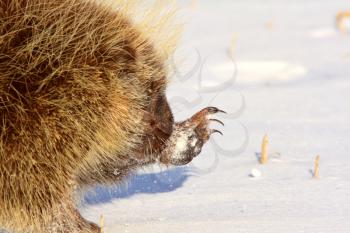 Porcupine in Winter Saskatchewan Canada