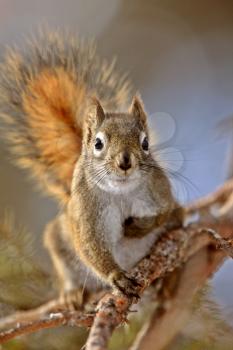 Red Squirrel in Winter Canada