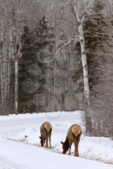 Elk in Winter Canada