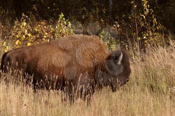 Lone buffalo along Alaska Highway