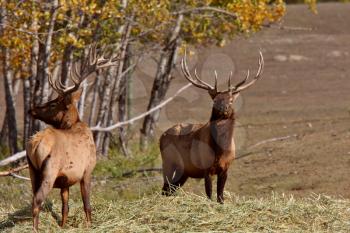 Bull elk in Cypress Hills Park of Alberta