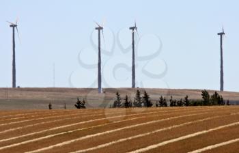 Windfarm behind grain swathes in Saskatchewan