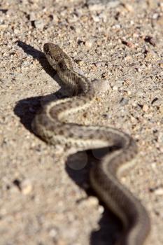 Gopher Snake crossing Alberta road