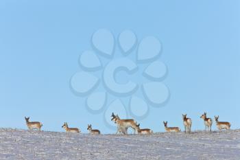 Prairie Pronhorn Antelope in Winter Saskatchewan