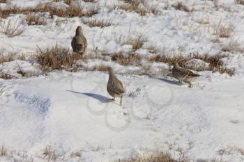 Partridge in Winter Saskatchewan