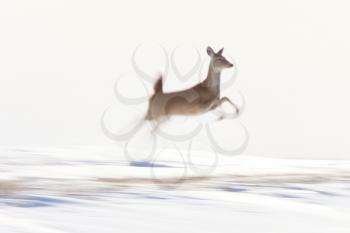 Deer running in Winter