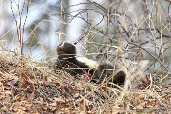 Young Skunk in the Grass Saskatchewan Canada