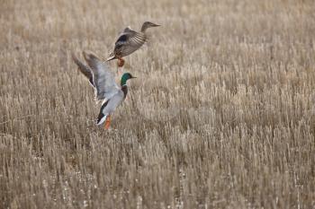 Mallard Ducks in Flight Canada