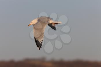Seagull in Flight Saskatchewan Canada