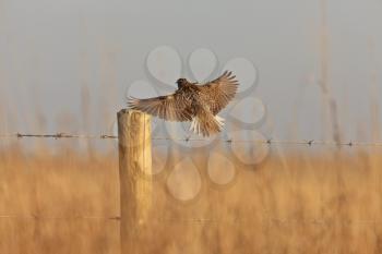 Meadowlark in Flight Saskatchewan Canada