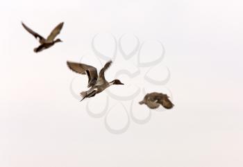 Northern Pintail Duck in Flight Saskatchewan Canada