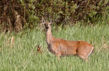 White tailed Deer doe with fawn hiding in grass