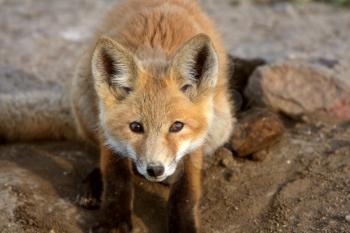 Red Fox pup in Saskatchewan