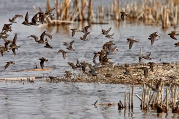 Shorebirds giving aerial display over Manitoba marsh