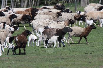 Flock of sheep in spring