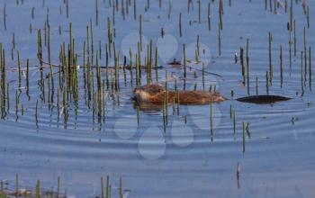 Beaver swimming in roadside pond