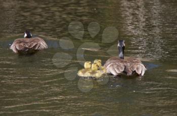 Canada Geese parents with goslings in pond